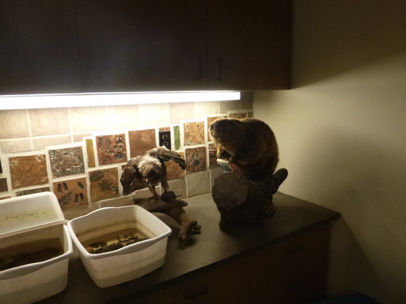 Informational displays in the classroom include taxidermy animals